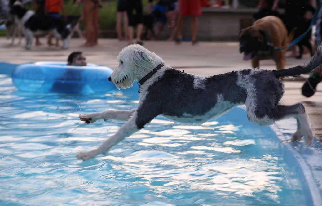 082318ho-doggie-dip-7